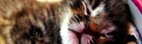 tierheim wanningsm�hle